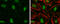 Signal Regulatory Protein Alpha antibody, 56248, QED Bioscience, Immunofluorescence image 