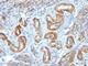 Myosin Heavy Chain 11 antibody, V2750IHC-7ML, NSJ Bioreagents, Immunohistochemistry frozen image 