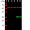 Heat Shock Factor Binding Protein 1 antibody, M09275, Boster Biological Technology, Western Blot image 