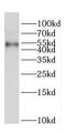 Cleavage And Polyadenylation Specific Factor 7 antibody, FNab01941, FineTest, Western Blot image 