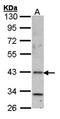 Histamine Receptor H4 antibody, orb73945, Biorbyt, Western Blot image 
