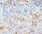 Vascular Endothelial Growth Factor D antibody, LS-C172152, Lifespan Biosciences, Immunohistochemistry paraffin image 