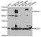 Sterol Regulatory Element Binding Transcription Factor 2 antibody, STJ28940, St John