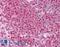 BUB3 Mitotic Checkpoint Protein antibody, LS-B1340, Lifespan Biosciences, Immunohistochemistry paraffin image 