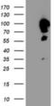 Calpastatin antibody, NBP2-01819, Novus Biologicals, Western Blot image 