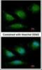 DNA Polymerase Gamma, Catalytic Subunit antibody, NBP1-52300, Novus Biologicals, Immunofluorescence image 