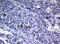 DNA Polymerase Iota antibody, LS-C175631, Lifespan Biosciences, Immunohistochemistry paraffin image 