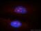 High mobility group protein HMGI-C antibody, 20795-1-AP, Proteintech Group, Immunofluorescence image 