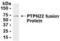 PTPN22 antibody, XW-7837, ProSci, Western Blot image 