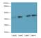 Actin Like 8 antibody, LS-C380118, Lifespan Biosciences, Western Blot image 