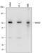 NEDD4 E3 Ubiquitin Protein Ligase antibody, AF6218, R&D Systems, Western Blot image 