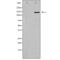 Multidrug resistance protein 1 antibody, SPC-1306D-BI, StressMarq, Western Blot image 