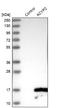 Acylphosphatase 2 antibody, NBP1-86308, Novus Biologicals, Western Blot image 