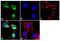 SH2 and PH domain-containing adapter protein APS antibody, PA1-1062, Invitrogen Antibodies, Immunofluorescence image 