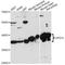 Glycerol-3-phosphate dehydrogenase 1-like protein antibody, LS-C749396, Lifespan Biosciences, Western Blot image 