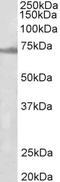 Ectoderm-neural cortex protein 1 antibody, LS-B9563, Lifespan Biosciences, Western Blot image 