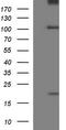 Unc-13 Homolog D antibody, CF507267, Origene, Western Blot image 