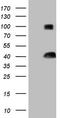 Thiamine Triphosphatase antibody, TA806044S, Origene, Western Blot image 