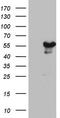 Zinc Finger Protein 500 antibody, TA803462, Origene, Western Blot image 