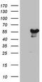 Zinc Finger Protein 500 antibody, TA803462, Origene, Western Blot image 