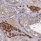 Trafficking Protein Particle Complex 2 Like antibody, NBP1-83172, Novus Biologicals, Immunohistochemistry frozen image 