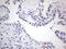 NK3 Homeobox 1 antibody, LS-C790607, Lifespan Biosciences, Immunohistochemistry paraffin image 