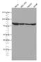 TNF Alpha Induced Protein 3 antibody, 66695-1-Ig, Proteintech Group, Western Blot image 