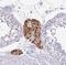 Forkhead Box O4 antibody, NBP2-32614, Novus Biologicals, Immunohistochemistry paraffin image 