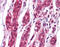 EPH Receptor A7 antibody, 51-366, ProSci, Immunohistochemistry frozen image 