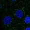 Presenilin 1 antibody, NBP2-57002, Novus Biologicals, Immunocytochemistry image 