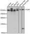 Filamin A antibody, 13-324, ProSci, Western Blot image 