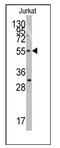 Telomeric Repeat Binding Factor 1 antibody, AP12398PU-N, Origene, Western Blot image 