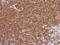 Dystrobrevin Binding Protein 1 antibody, GTX101252, GeneTex, Immunohistochemistry paraffin image 
