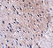 BORA Aurora Kinase A Activator antibody, 5117, ProSci, Immunohistochemistry frozen image 