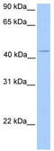 Chromosome 17 Open Reading Frame 97 antibody, TA334942, Origene, Western Blot image 