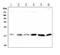 Cofilin 1 antibody, PB9033, Boster Biological Technology, Western Blot image 