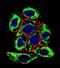 Paired Box 6 antibody, abx025233, Abbexa, Immunofluorescence image 