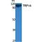 Transient Receptor Potential Cation Channel Subfamily V Member 4 antibody, LS-C386810, Lifespan Biosciences, Western Blot image 