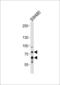 Proprotein Convertase Subtilisin/Kexin Type 9 antibody, LS-C163452, Lifespan Biosciences, Western Blot image 