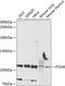 Integrin Subunit Alpha E antibody, 23-983, ProSci, Western Blot image 