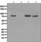 Heat Shock Protein Family A (Hsp70) Member 5 antibody, ab108615, Abcam, Western Blot image 