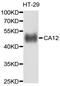 Carbonic Anhydrase 12 antibody, abx125588, Abbexa, Western Blot image 