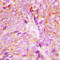 Protein Kinase C Delta antibody, LS-C354064, Lifespan Biosciences, Immunohistochemistry frozen image 