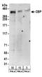 CREB Binding Protein antibody, NB100-381, Novus Biologicals, Western Blot image 