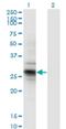 IPP isomerase 2 antibody, H00091734-M01, Novus Biologicals, Western Blot image 