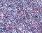 GPR43 antibody, LS-B5986, Lifespan Biosciences, Immunohistochemistry frozen image 