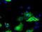 Sorting Nexin 9 antibody, NBP2-02609, Novus Biologicals, Immunofluorescence image 
