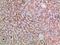 ER Lipid Raft Associated 1 antibody, A08034-1, Boster Biological Technology, Immunohistochemistry paraffin image 