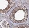 Microtubule Associated Protein 9 antibody, NBP1-90842, Novus Biologicals, Immunohistochemistry frozen image 