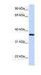 Lipocalin 12 antibody, NBP1-58052, Novus Biologicals, Western Blot image 